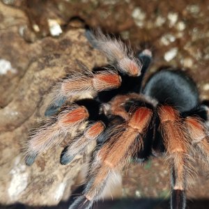 Brachypelma baumgarteni