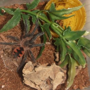 Pamphobeteus sp. machala - Ibarra