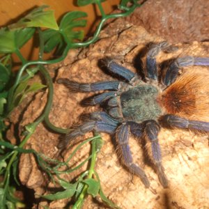 Chromatopelma cyaneopubescens (AF) - Angel