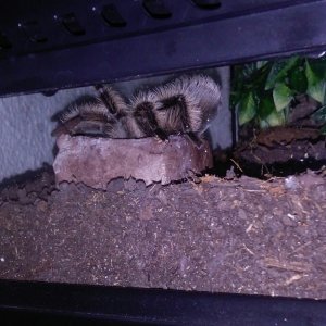 Tarantula drinking water