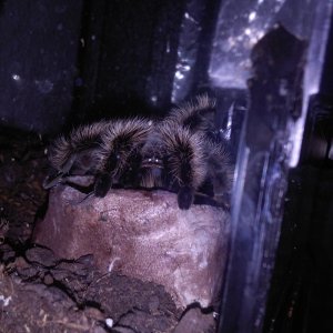 T albopilosum drinking water