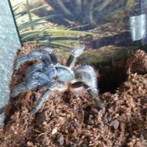 Aphonopelma Seemani