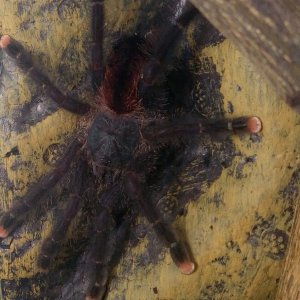 Avicularia Avicularia