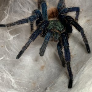 Ultimate Molt