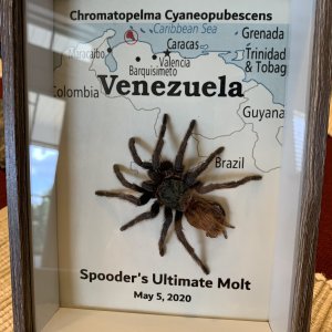 Ultimate Molt Display