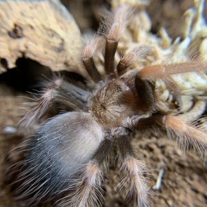 Part bulldozer, part B. Boehmei